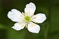 Ranunculus platanifolius